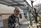 ≪特定≫しだれ桜