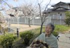 ≪ＧＨ≫桜