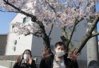 ≪特定≫一足先に　山桜
