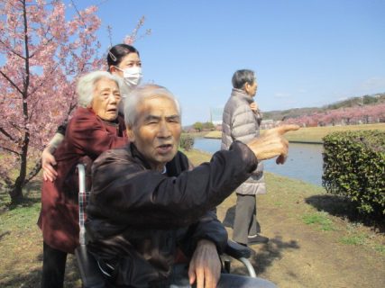 河津桜