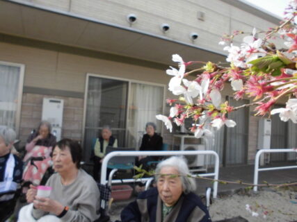 桜